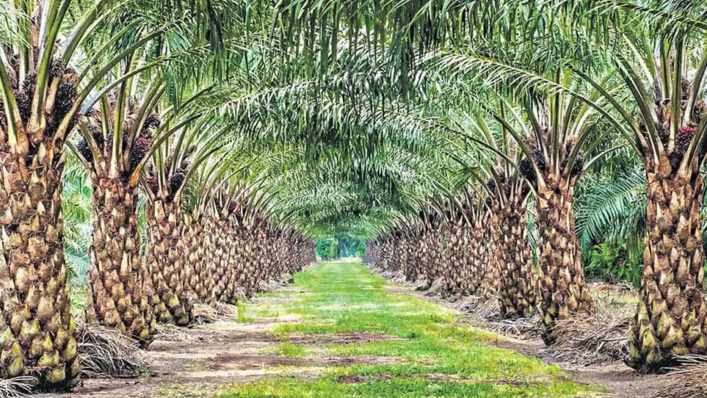 thousands acres of land granted to Lohia Group of Industries by Telangana Government
