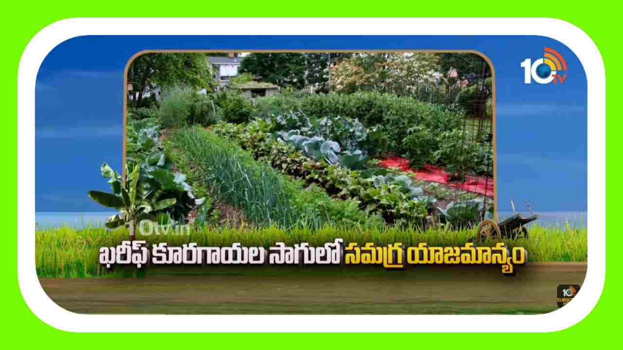 Vegetable Crops : ఖరీఫ్ కూరగాయల సాగులో సమగ్ర యాజమాన్యం Vegetable Crops : ఖరీఫ్ కూరగాయల సాగులో సమగ్ర యాజమాన్యం