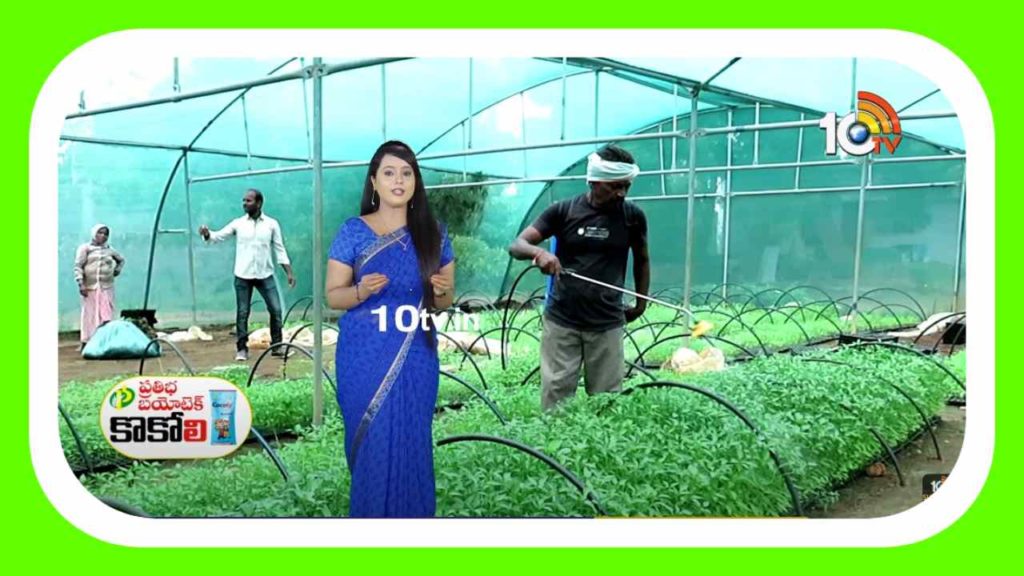Vegetable Cultivation