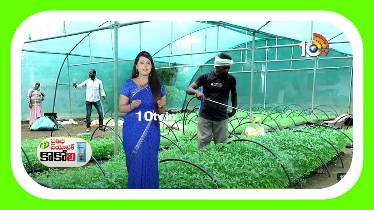 Vegetable Cultivation : కూరగాయ నారుమడిలో తెగుళ్ల ఉధృతి.. నివారణకు చేపట్టాల్సిన సస్యరక్షణ చర్యలు Vegetable Cultivation : కూరగాయ నారుమడిలో తెగుళ్ల ఉధృతి.. నివారణకు చేపట్టాల్సిన సస్యరక్షణ చర్యలు