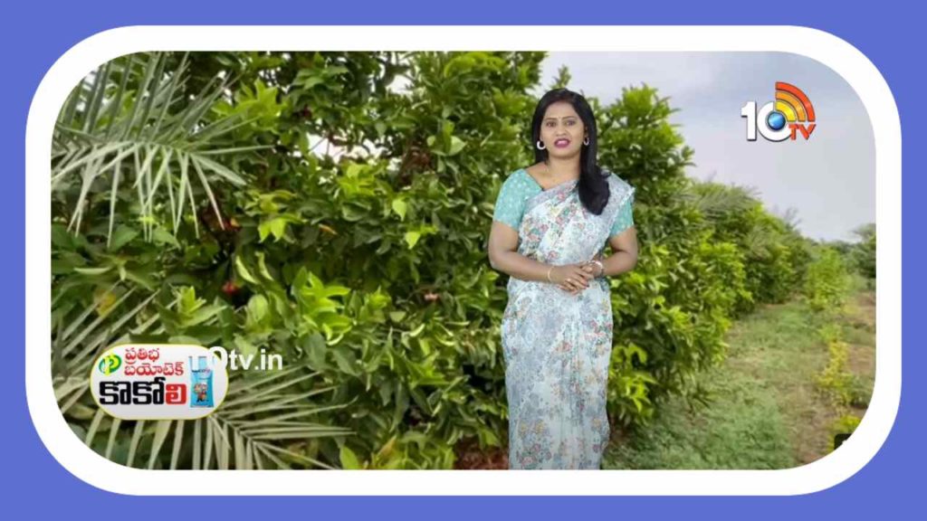 Water Apple Farming