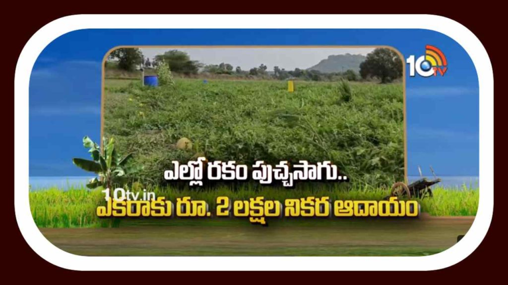 Watermelon Cultivation