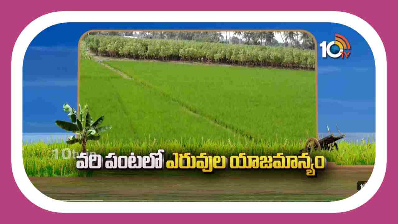 Weed Management : వరిపంటలో ఎరువులు, కలుపు యాజమాన్యం Weed Management : వరిపంటలో ఎరువులు, కలుపు యాజమాన్యం