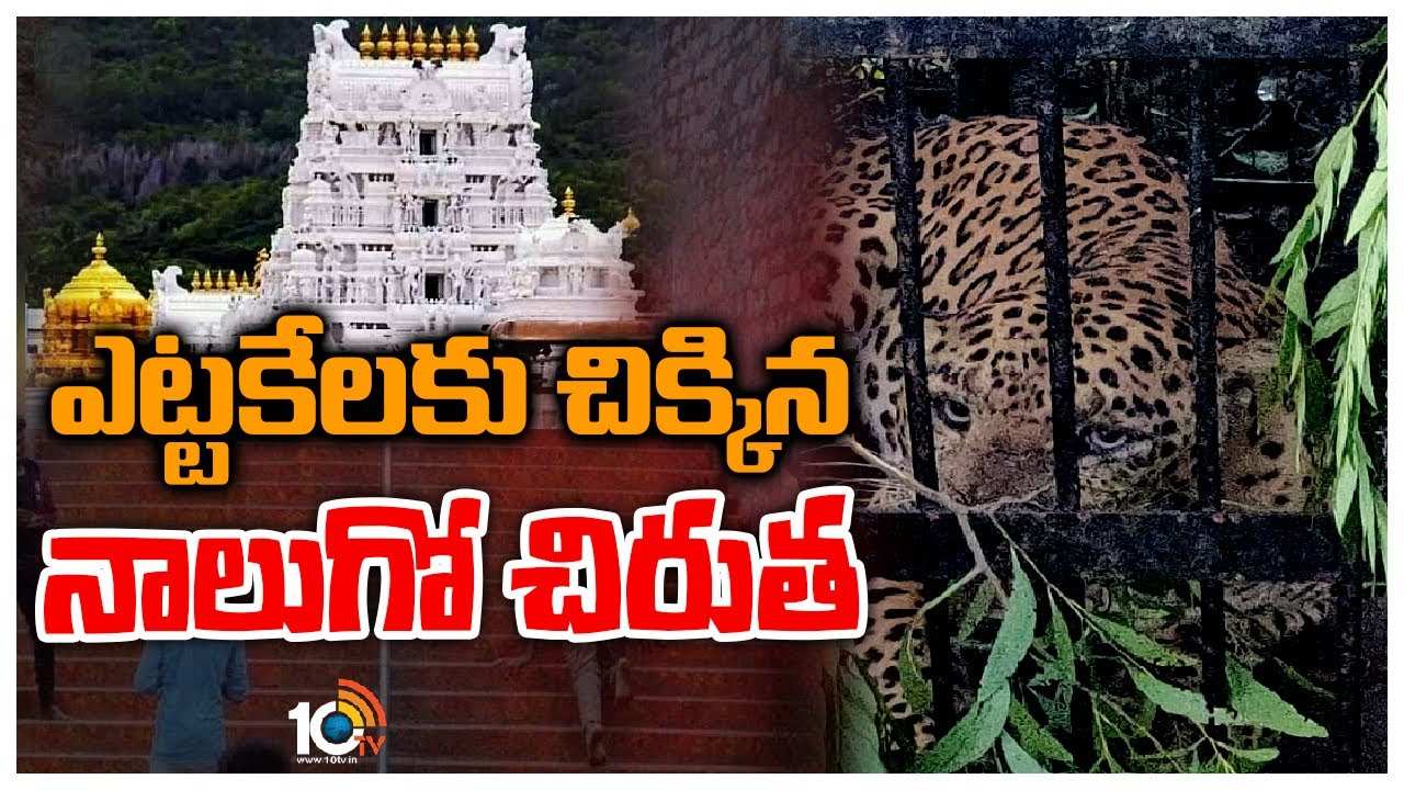 Leopard : ఎట్టకేలకు చిక్కిన నాలుగో చిరుత