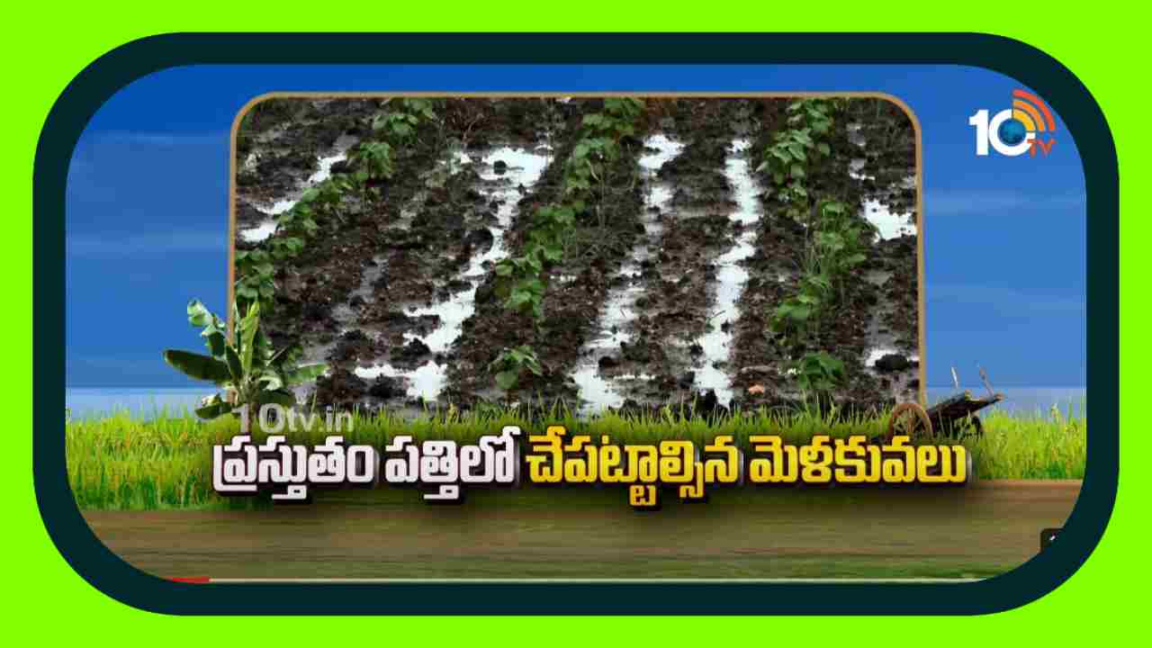 Cotton Crop : వర్షాలు పడుతున్న సమయంలో పత్తిలో పాటించాల్సిన మెళుకువలు Cotton Crop : వర్షాలు పడుతున్న సమయంలో పత్తిలో పాటించాల్సిన మెళుకువలు