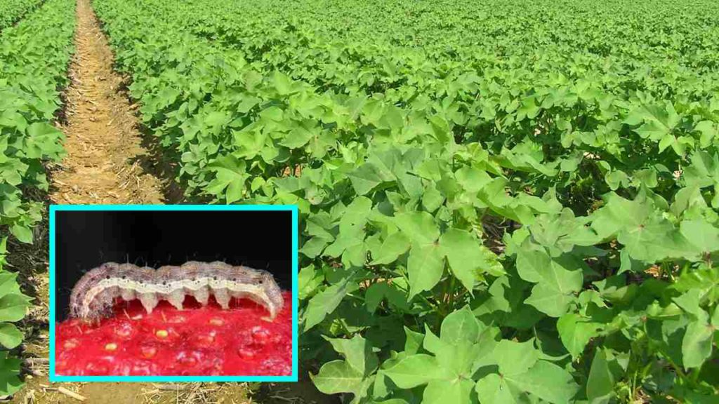 cotton crop