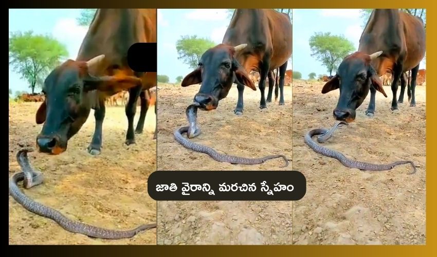 Cow-Snake friendship : ఆవు, నాగుపాముల స్నేహం .. స్వచ్ఛమైన ప్రేమకు నమ్మకం Cow-Snake friendship : ఆవు, నాగుపాముల స్నేహం .. స్వచ్ఛమైన ప్రేమకు నమ్మకం