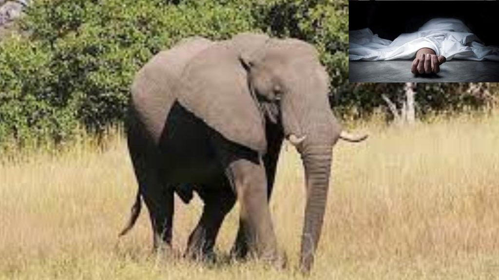 elephant attack woman died