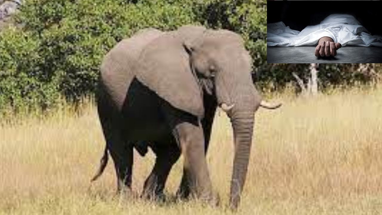 Elephant Attack : చిత్తూరు జిల్లాలో మరొకరి ప్రాణం తీసిన ఒంటరి ఏనుగు Elephant Attack : చిత్తూరు జిల్లాలో మరొకరి ప్రాణం తీసిన ఒంటరి ఏనుగు