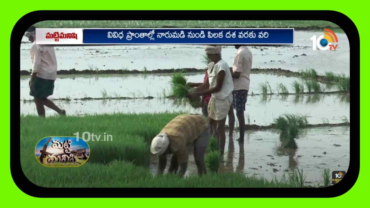 Fertilizers and Pest Control : వరిలో ఎరువులు, పురుగుల నివారణ Fertilizers and Pest Control : వరిలో ఎరువులు, పురుగుల నివారణ