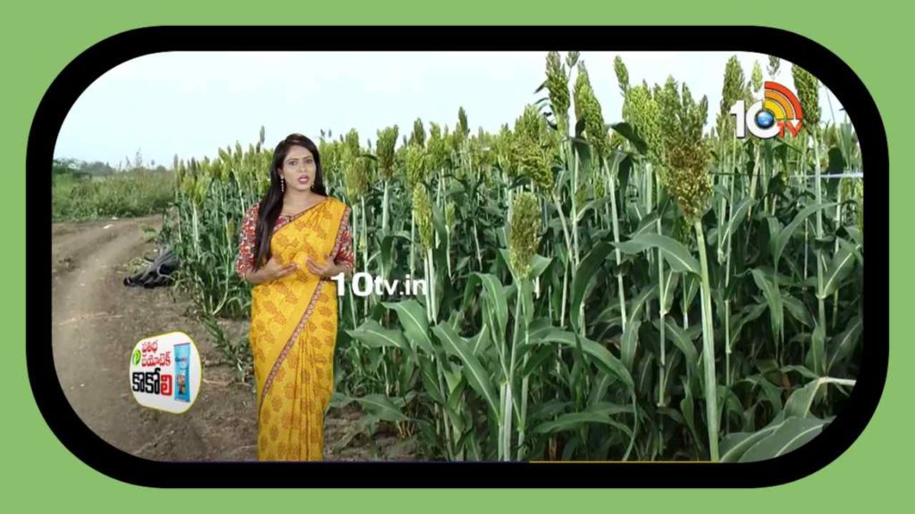 kharif Jowar Cultivation