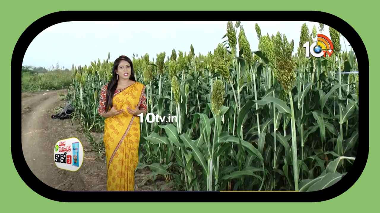 kharif Jowar Cultivation : ఖరీఫ్ జొన్న సాగులో మేలైన యాజమాన్యం kharif Jowar Cultivation : ఖరీఫ్ జొన్న సాగులో మేలైన యాజమాన్యం