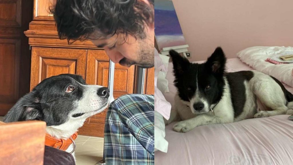 Mahesh Babu pet dog Pluto Passed away emotional post on social media by Mahesh Babu Namrata and Sitara
