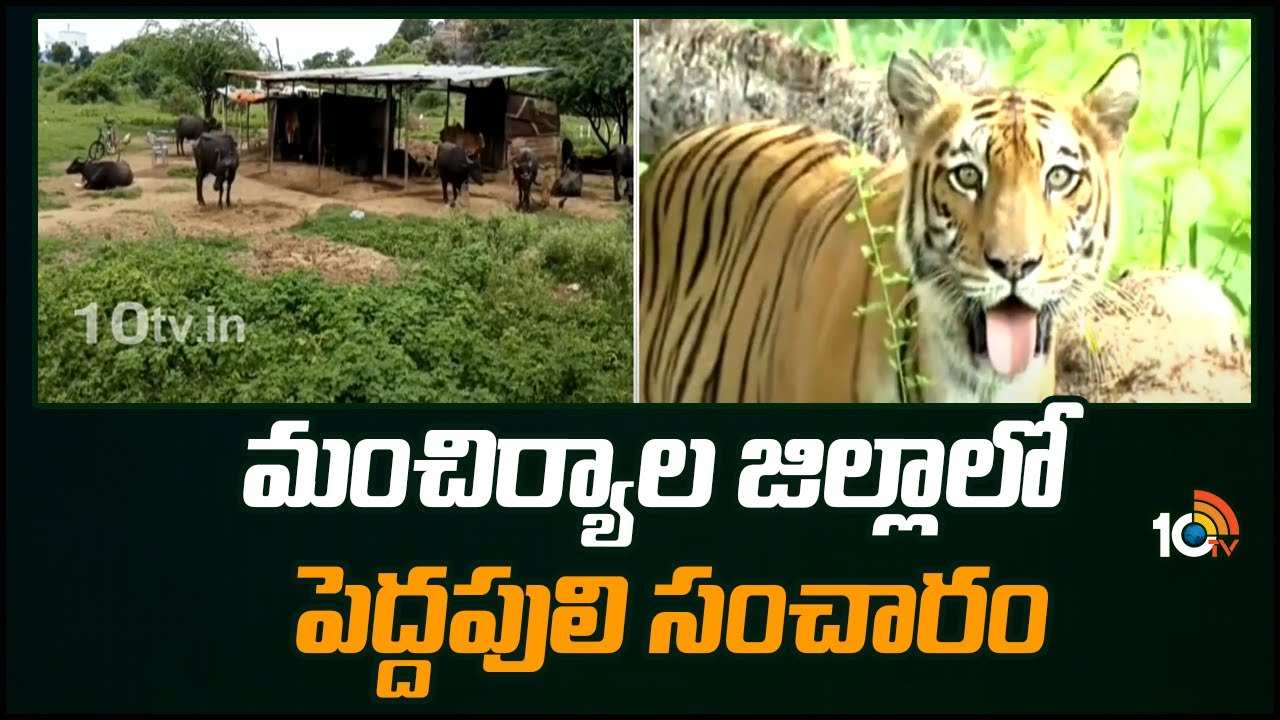 Tiger : మంచిర్యాల జిల్లాలో పెద్దపులి సంచారం