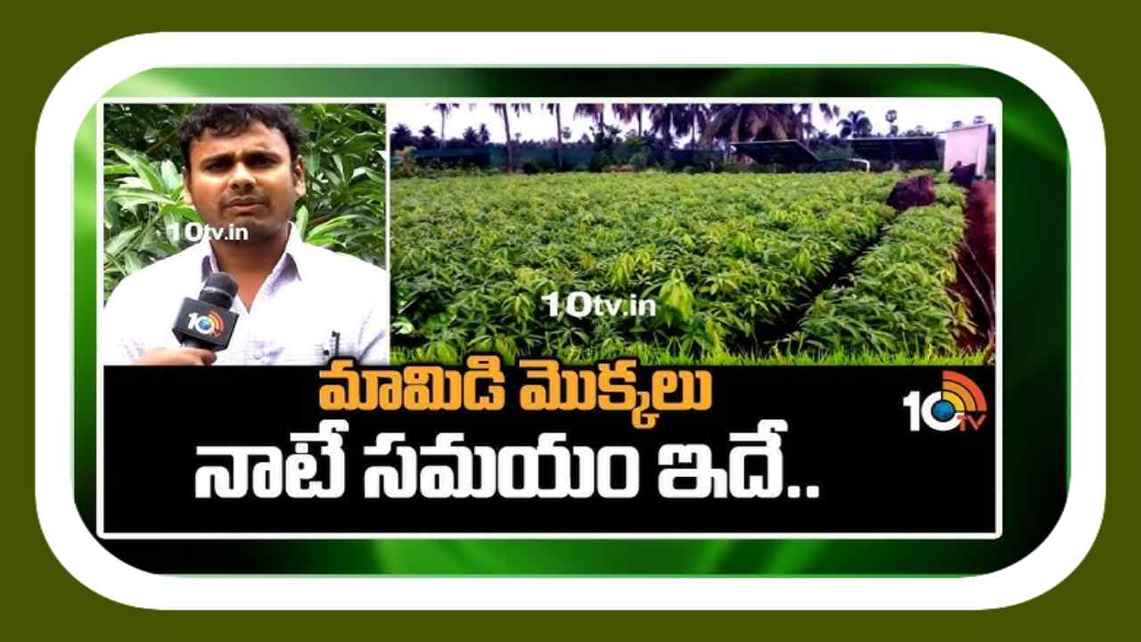 Mango Cultivation : కొత్తగా మామిడి తోటలు నాటే సమయం ఇదే Mango Cultivation : కొత్తగా మామిడి తోటలు నాటే సమయం ఇదే