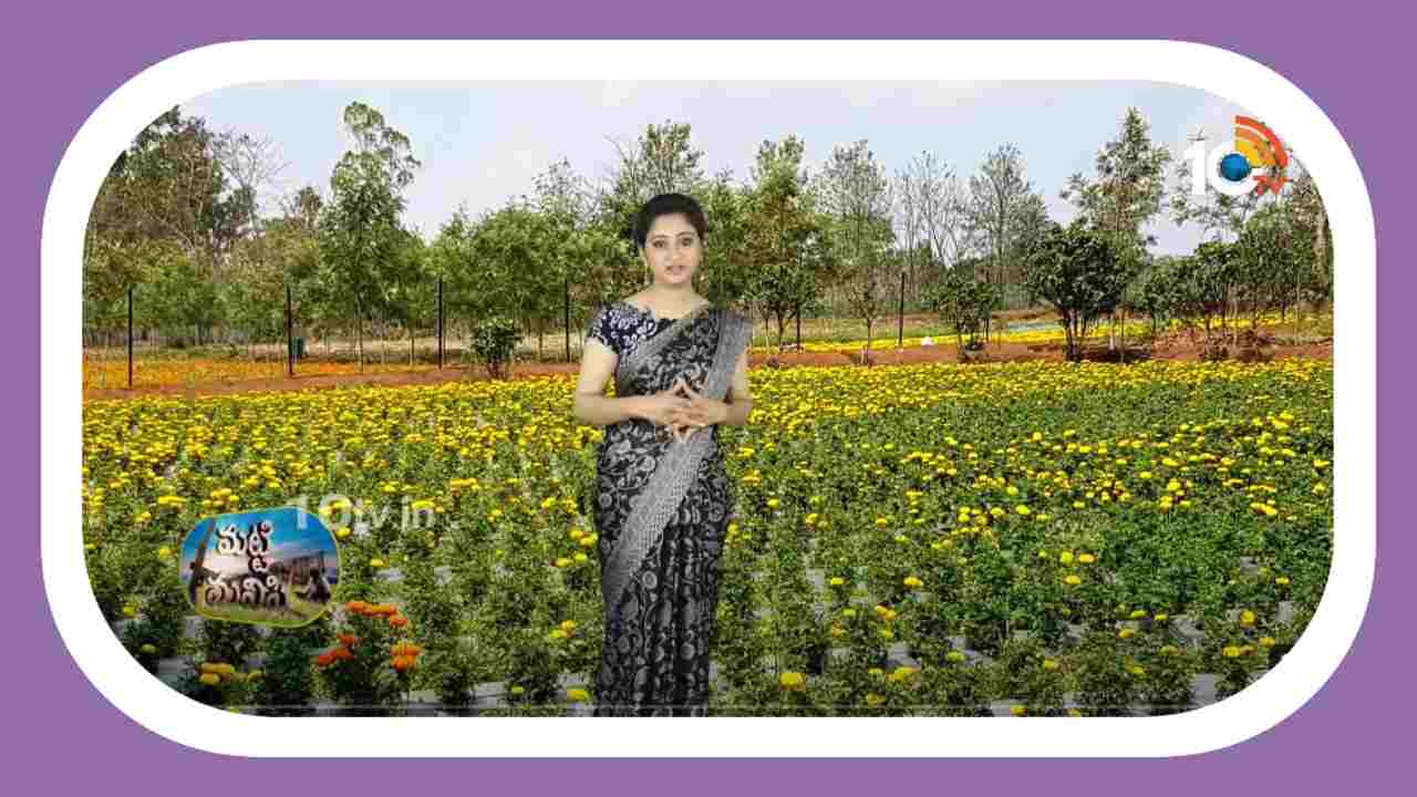 Marigold Flower Farming : మార్కెట్ లో బంతికి మంచి డిమాండ్.. అధిక దిగుబడి కోసం మేలైన యాజమాన్యం Marigold Flower Farming : మార్కెట్ లో బంతికి మంచి డిమాండ్.. అధిక దిగుబడి కోసం మేలైన యాజమాన్యం