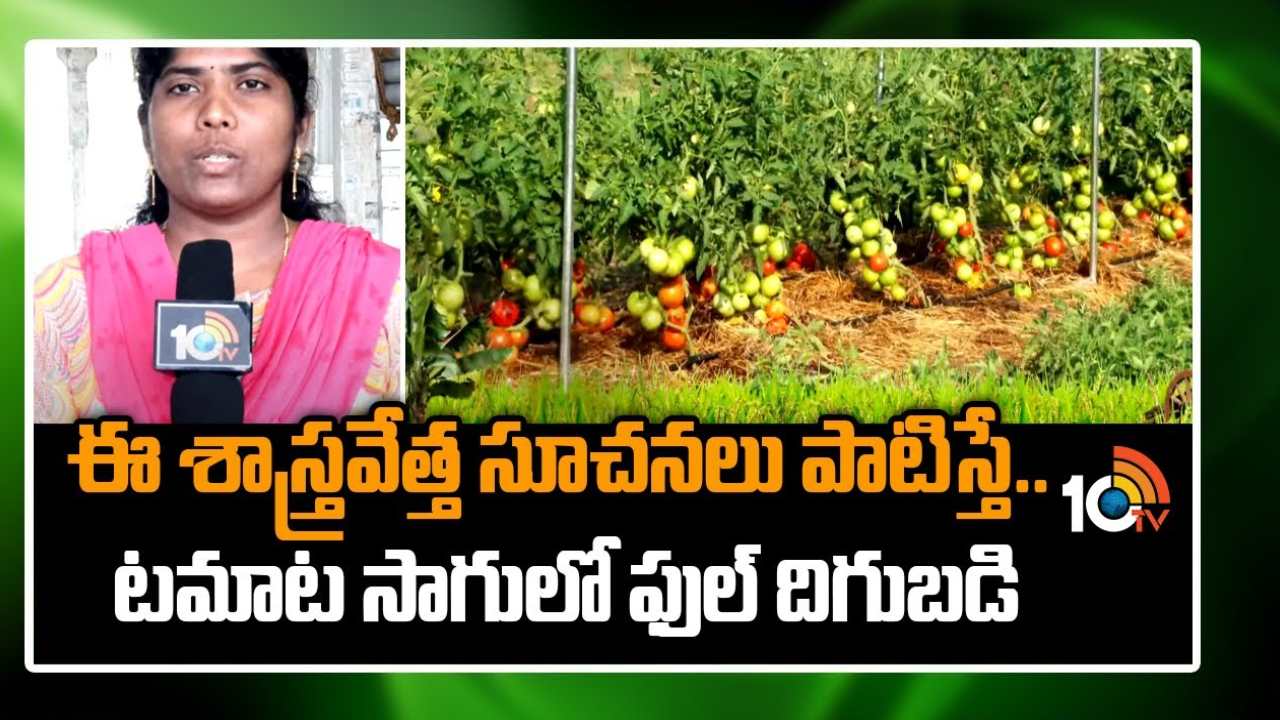 Tomato Cultivation : టమాట సాగులో ఫుల్ దిగుబడి సాధించాలంటే ఈ శాస్త్రవేత్త సూచనలు పాటించండి