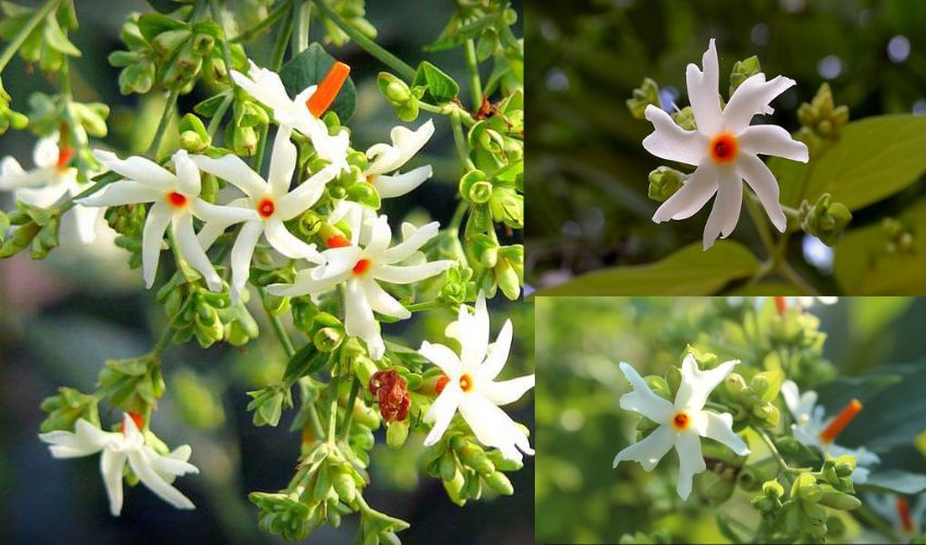 Parijatha flowers : పారిజాతాలు .. కిందపడినా దోషం అంటని దేవతా పుష్పాలు Parijatha flowers : పారిజాతాలు .. కిందపడినా దోషం అంటని దేవతా పుష్పాలు