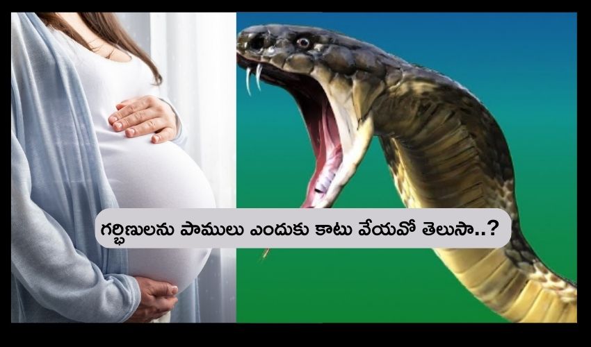 pregnant women and snake bite