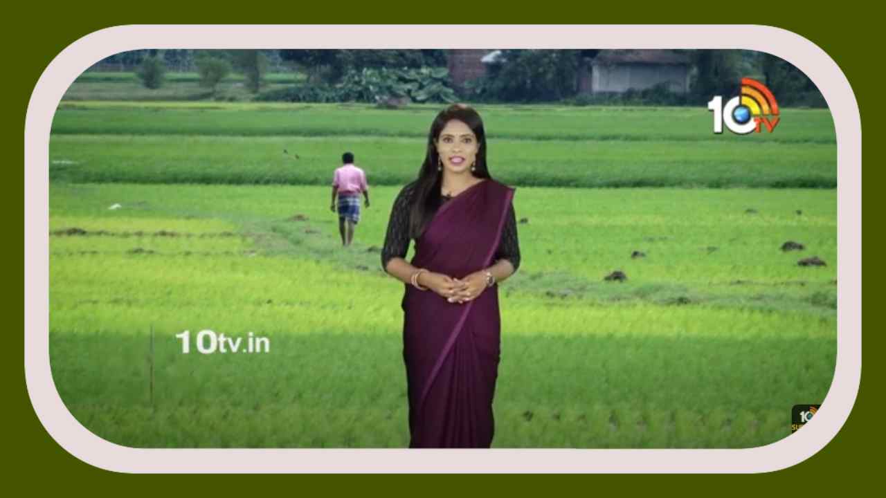 Paddy Cultivation : వరి పంటలో చీడపీడల ఉధృతి.. నివారణకు శాస్త్రవేత్తల సూచనలు Paddy Cultivation : వరి పంటలో చీడపీడల ఉధృతి.. నివారణకు శాస్త్రవేత్తల సూచనలు