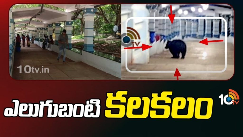 Bear Walk on Alipiri