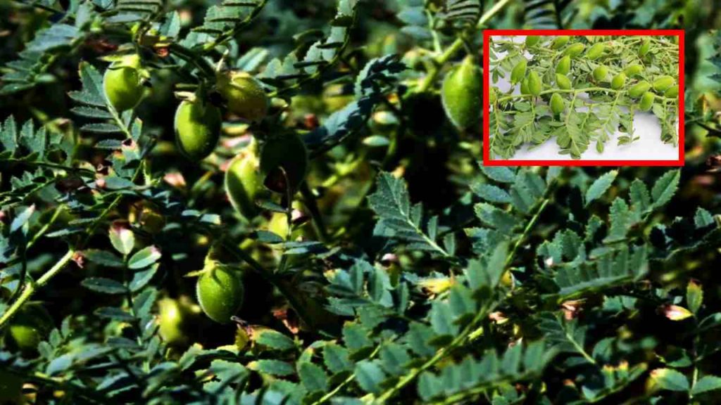 Bengalgram Cultivation