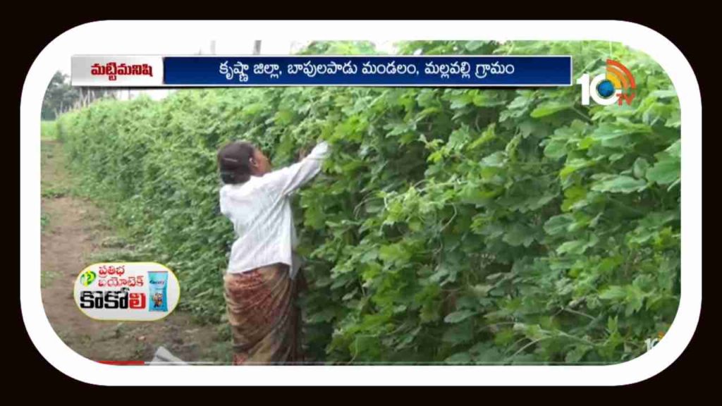 Bitter Gourd Farming