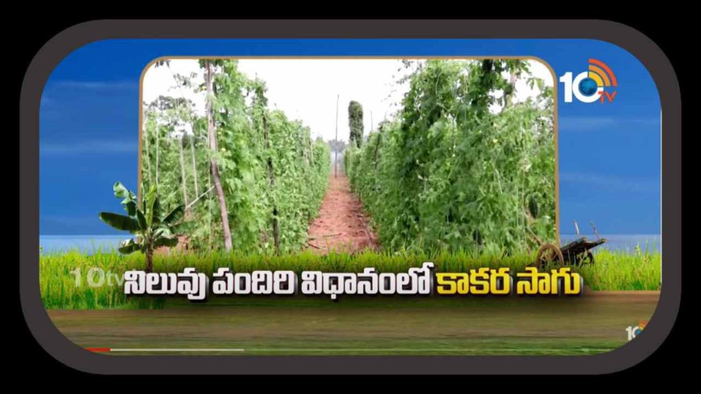 Bitter Gourd Farming