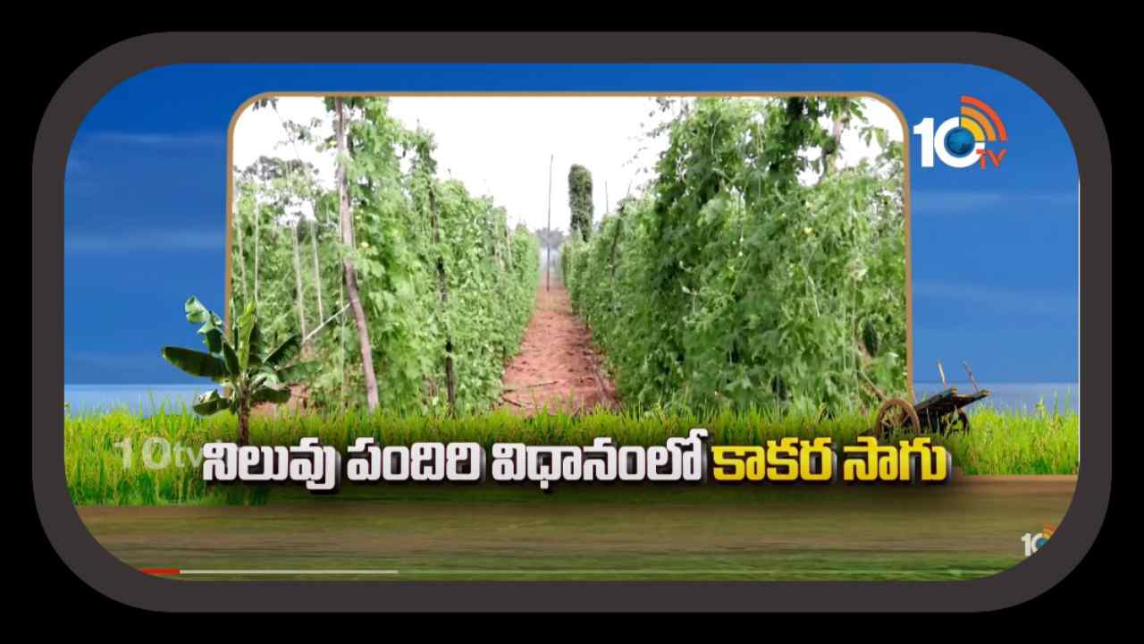 Bitter Gourd Farming : నిలువు పందిర్లపై కాకర సాగు.. ఎకరాకు లక్ష రూపాయల నికర ఆదాయం Bitter Gourd Farming : నిలువు పందిర్లపై కాకర సాగు.. ఎకరాకు లక్ష రూపాయల నికర ఆదాయం