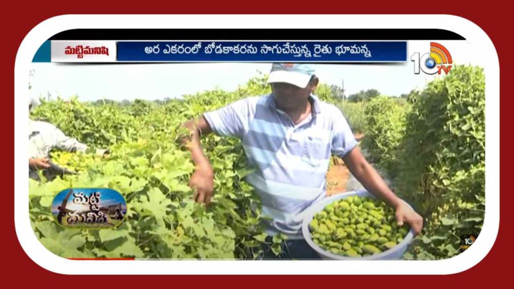 Boda Kakarakaya Cultivation
