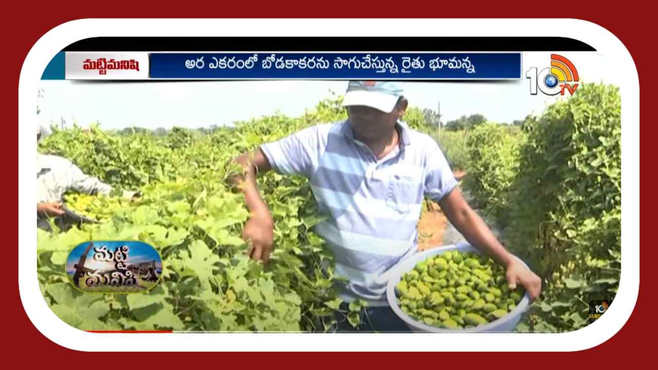 Boda Kakarakaya Cultivation : బోడకాకరసాగుతో బోలెడు లాభాలు Boda Kakarakaya Cultivation : బోడకాకరసాగుతో బోలెడు లాభాలు