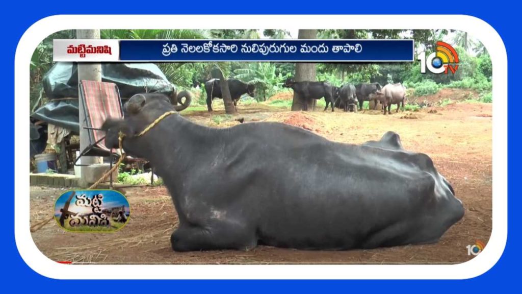 Cattle health