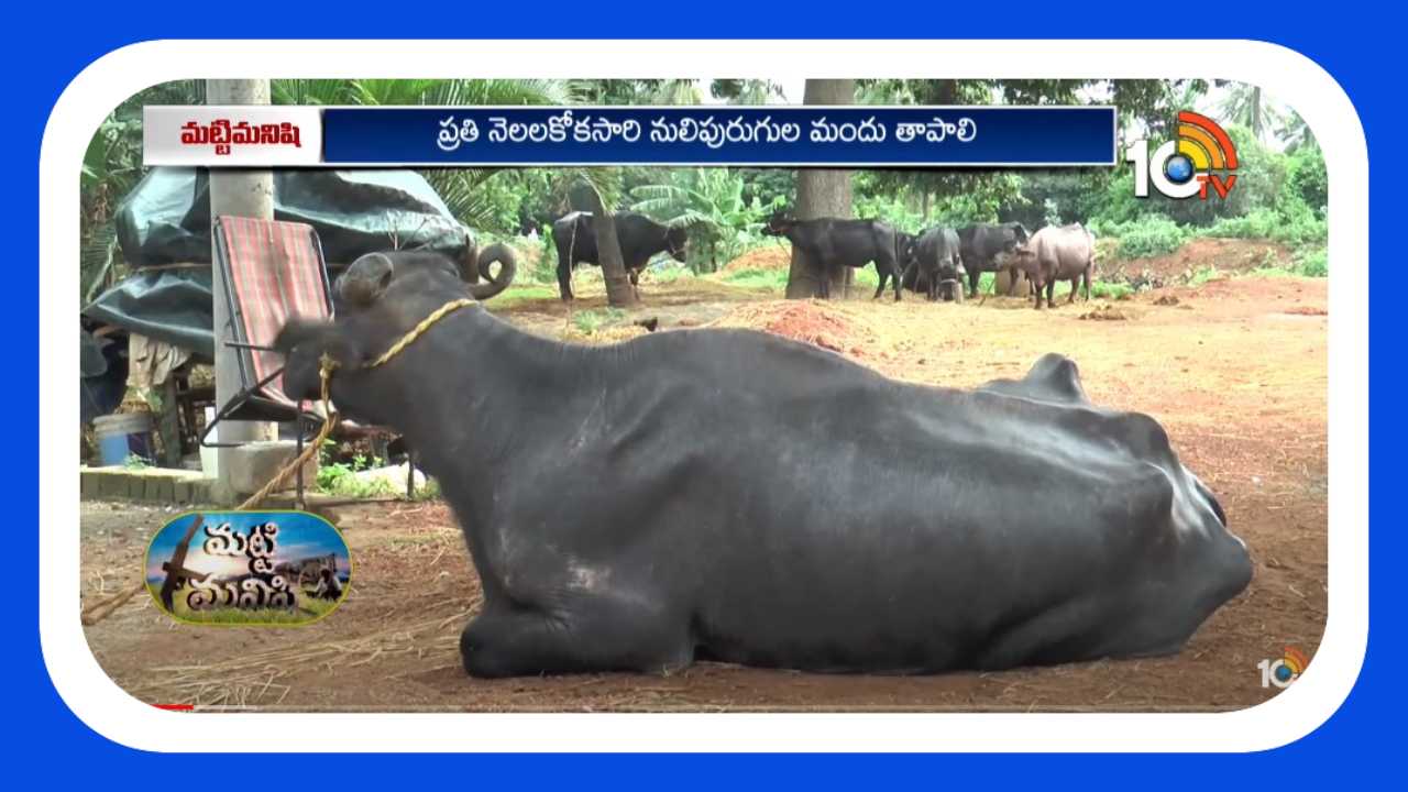 Cattle Health : పశువులకు ఆశించే పరాన్నజీవులు.. నివారణ Cattle Health : పశువులకు ఆశించే పరాన్నజీవులు.. నివారణ