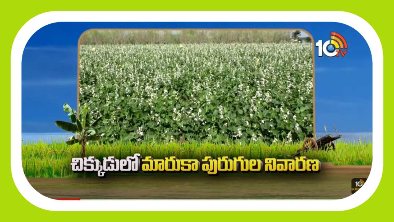 Chikkudu Farming : చిక్కుడుతోటల్లో మారుకామచ్చల పురుగు బెడద.. నివారణ చర్యలు Chikkudu Farming : చిక్కుడుతోటల్లో మారుకామచ్చల పురుగు బెడద.. నివారణ చర్యలు
