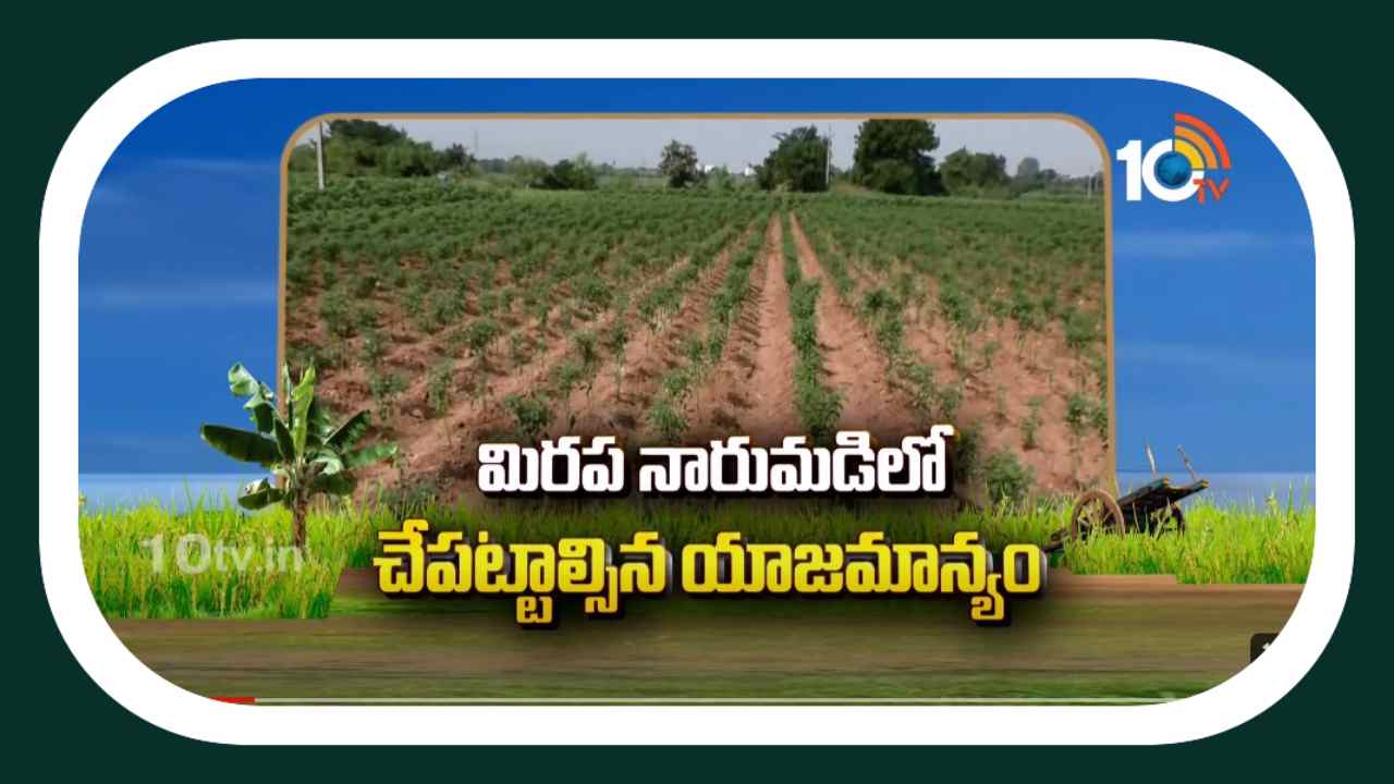 Chili Narumadi : అధిక దిగుబడుల కోసం మిరప నారుమడిలో యాజమాన్యం Chili Narumadi : అధిక దిగుబడుల కోసం మిరప నారుమడిలో యాజమాన్యం
