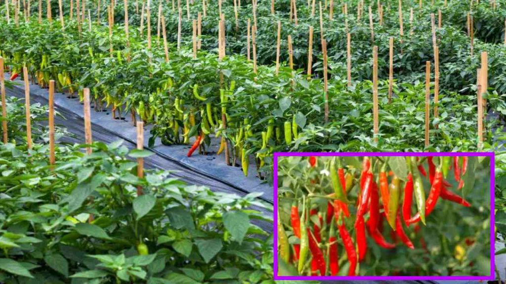 Chilli Crop