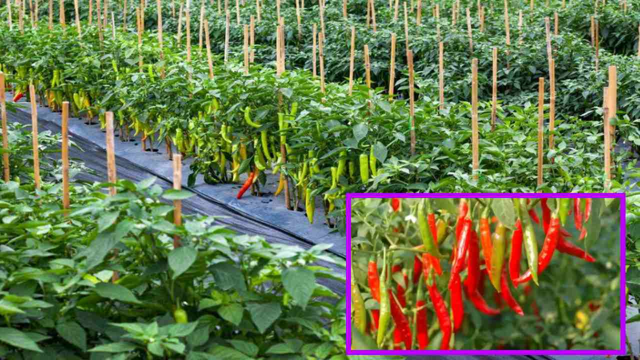Chilli Crop : మిరపలో గడ్డిజాతికి చెందిన కలుపు నివారణలో చేపట్టాల్సిన యాజమాన్యం Chilli Crop : మిరపలో గడ్డిజాతికి చెందిన కలుపు నివారణలో చేపట్టాల్సిన యాజమాన్యం