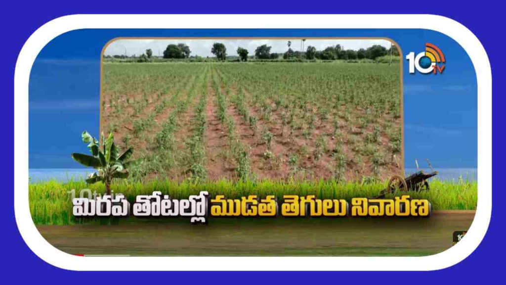 Chilli Cultivation