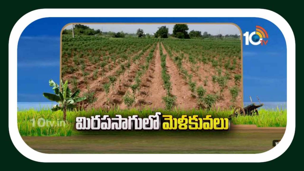 Chilli Cultivation