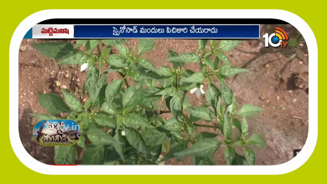 Chilli Cultivation : మిరపలో బాక్టీరియా ఆకుమచ్చ తెగులు ఉధృతి Chilli Cultivation : మిరపలో బాక్టీరియా ఆకుమచ్చ తెగులు ఉధృతి