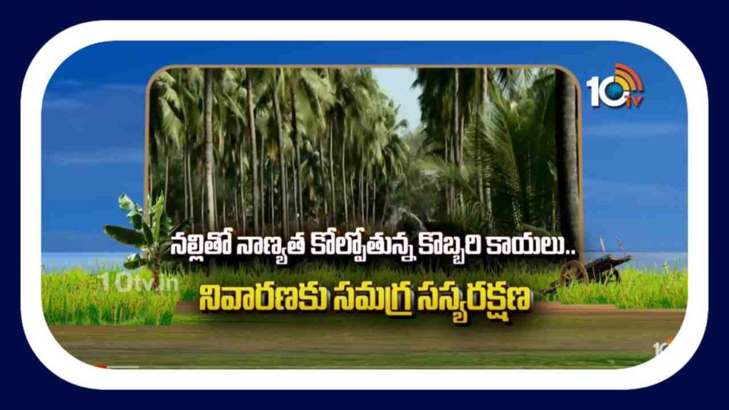 Coconut Farming