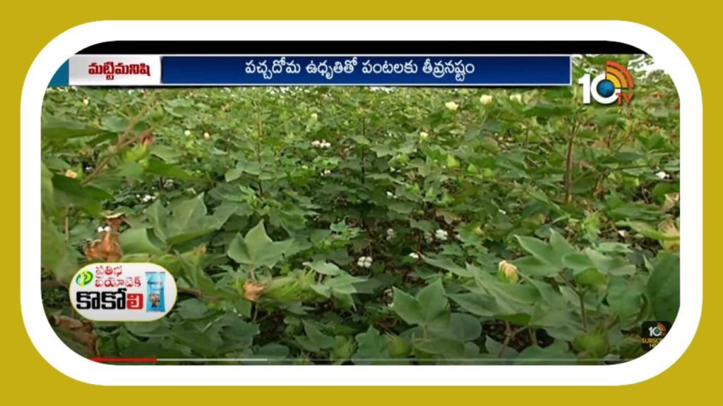 Cotton Crop