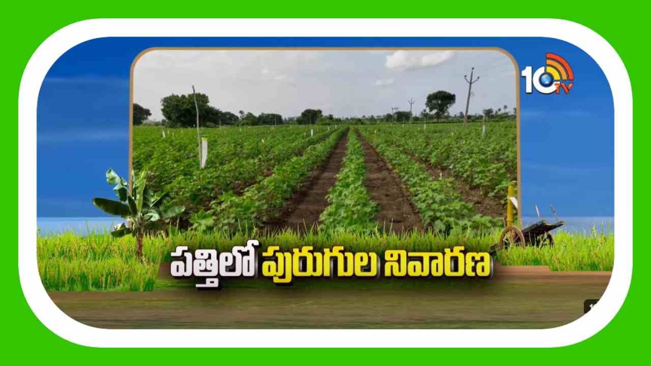 Cotton Crop : పత్తిలో రసంపీల్చు, గులాబిరంగు పురుగుల ఉధృతి నివారణ Cotton Crop : పత్తిలో రసంపీల్చు, గులాబిరంగు పురుగుల ఉధృతి నివారణ