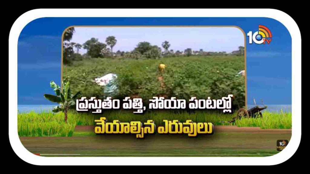 Cotton and Soya Crops