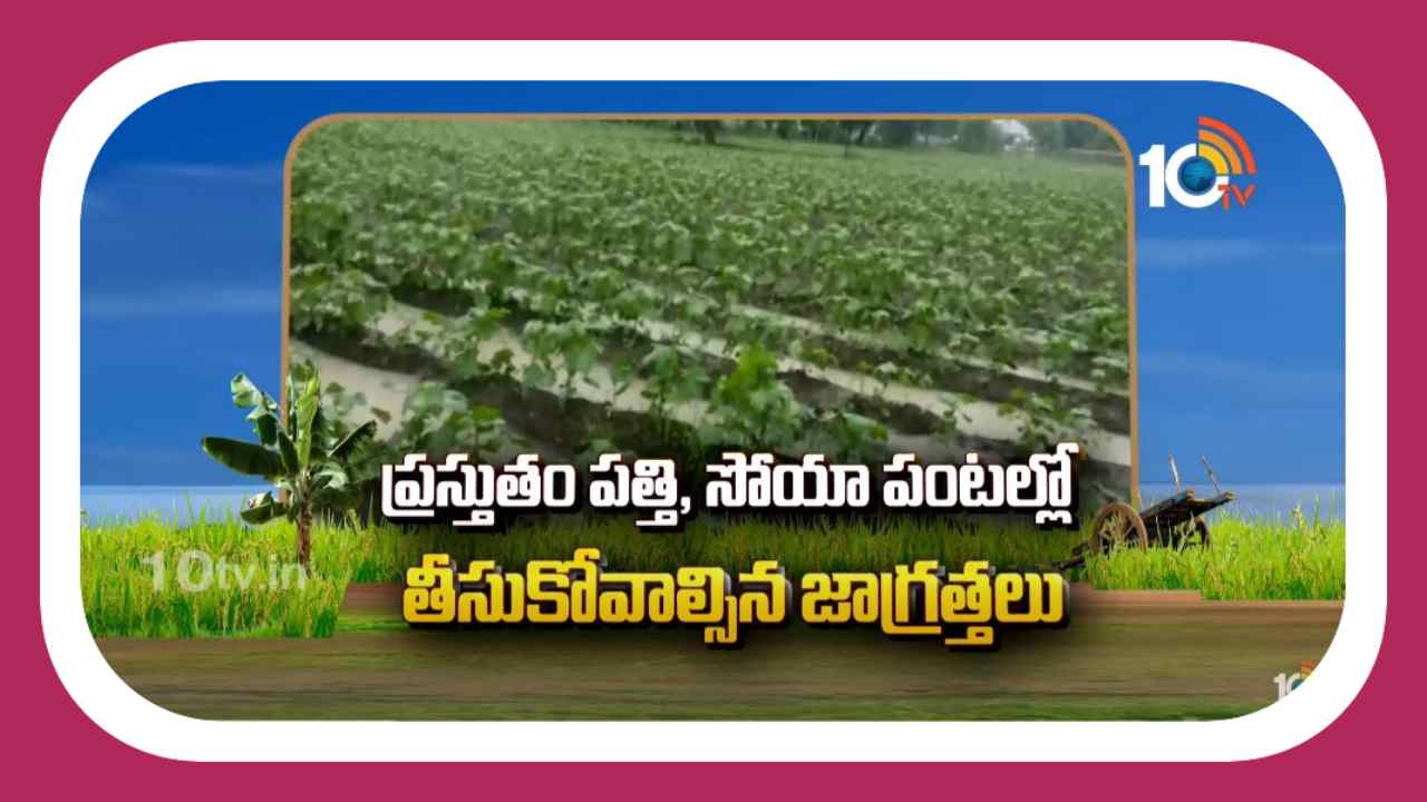 Cotton and Soya Crops : పత్తి, సోయా పంటల్లో తీసుకోవాల్సిన జాగ్రత్తలు Cotton and Soya Crops : పత్తి, సోయా పంటల్లో తీసుకోవాల్సిన జాగ్రత్తలు