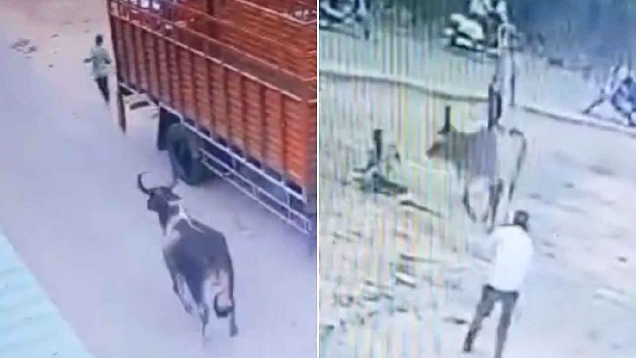 Cow Attack : ఓ మై గాడ్.. పగబట్టిన పాములా యువకుడి వెంట పడి మరీ దాడి చేసిన ఆవు.. కొమ్ములతో ఎలా కుమ్మేసిందో చూడండి Cow Attack : ఓ మై గాడ్.. పగబట్టిన పాములా యువకుడి వెంట పడి మరీ దాడి చేసిన ఆవు.. కొమ్ములతో ఎలా కుమ్మేసిందో చూడండి