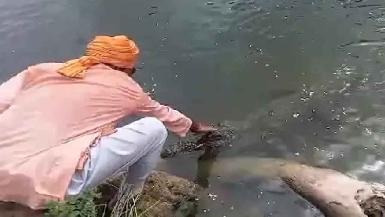 Crocodile : ఇదెక్కడి విడ్డూరం రా మావా.. మొసలిని పేరుతో పిలిచి ఆహారం తినిపించడమే కాదు తలపై నిమిరాడు కూడా.. షాకింగ్ వీడియో Crocodile : ఇదెక్కడి విడ్డూరం రా మావా.. మొసలిని పేరుతో పిలిచి ఆహారం తినిపించడమే కాదు తలపై నిమిరాడు కూడా.. షాకింగ్ వీడియో