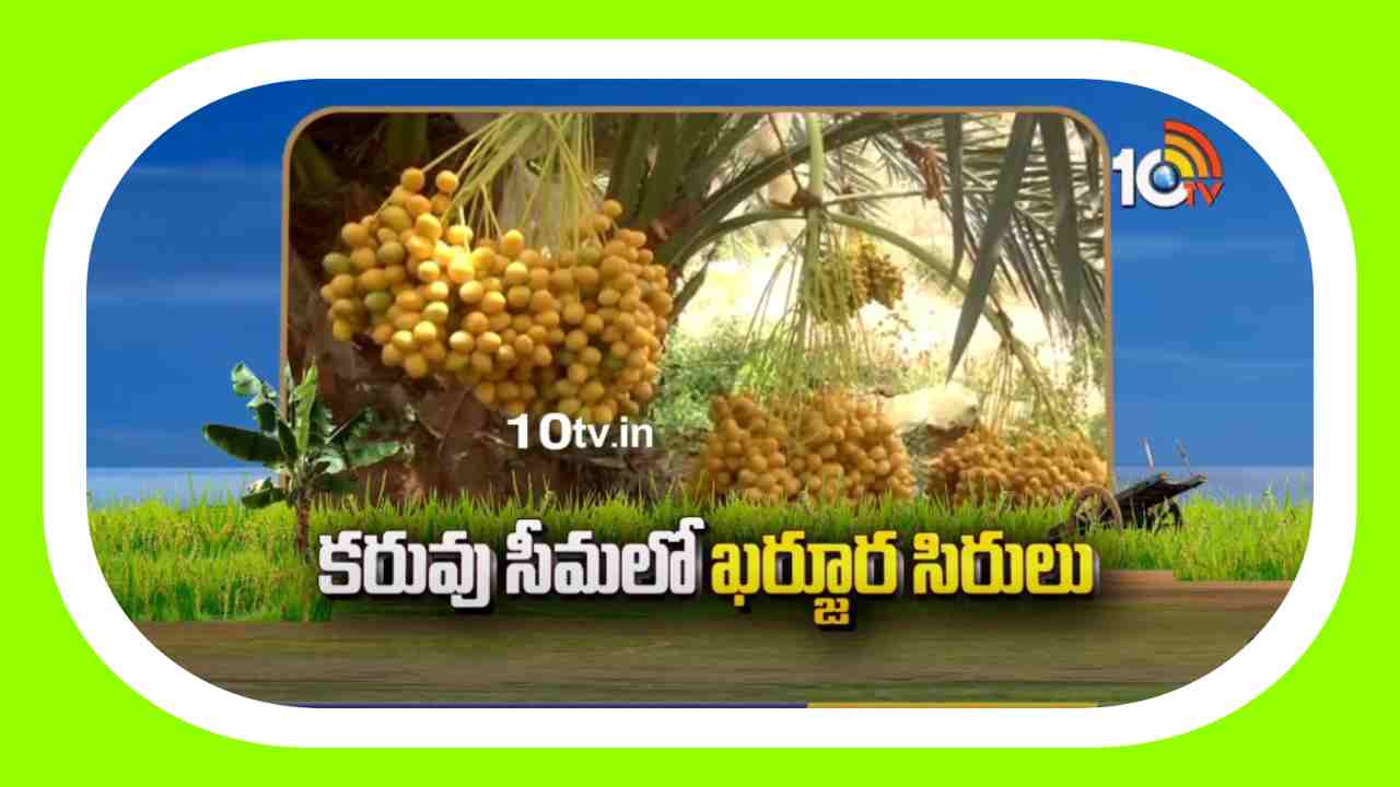 Cultivation of Dates : కరువు సీమలో ఖర్జూర సాగు.. నాటిన 4 ఏళ్లనుండి 80 ఏళ్ల వరకు పంట దిగుబడులు Cultivation of Dates : కరువు సీమలో ఖర్జూర సాగు.. నాటిన 4 ఏళ్లనుండి 80 ఏళ్ల వరకు పంట దిగుబడులు