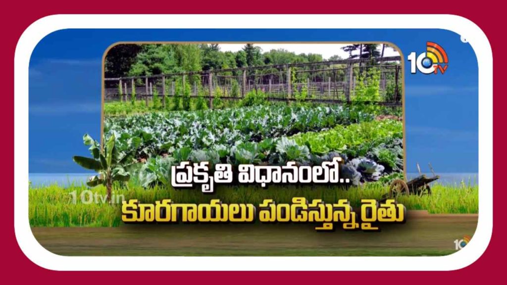 Cultivation of Vegetables