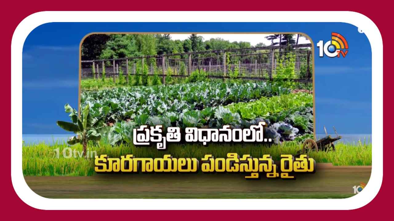 Vegetable Cultivation : ప్రకృతి విధానంలో కూరగాయల సాగుతో స్వయం ఉపాధి పొందుతున్న రైతు Vegetable Cultivation : ప్రకృతి విధానంలో కూరగాయల సాగుతో స్వయం ఉపాధి పొందుతున్న రైతు